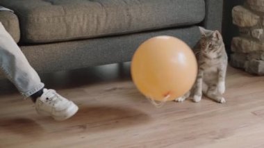 Kedisini balonuyla eğlendiren bir çocuğun yakın çekimi. Kedi Sevgililer Günü. Çocuk evde kedisiyle balon oyunu oynuyor..