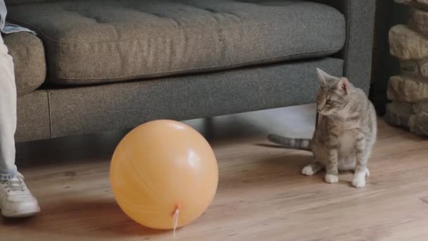 Nahaufnahme Eines Jungen Der Seine Katze Mit Seinem Ballon Cat — Stockvideo
