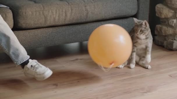 고양이를 풍선으로 즐겁게 소년의 집에서 고양이와 놀이를 — 비디오