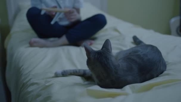 Gato Amoroso Que Adora Brincar Amor Animal Mantendo Animais Estimação — Vídeo de Stock