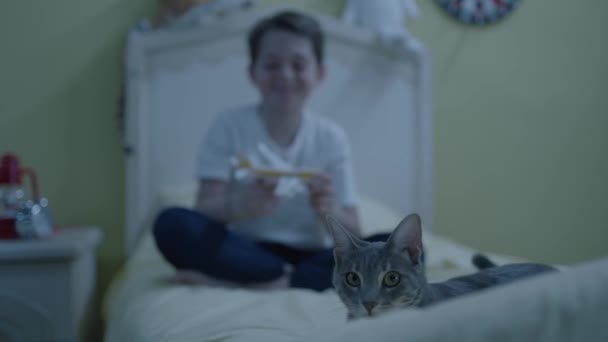 Oynamayı Seven Bir Kedi Hayvan Sevgisi Evcil Hayvan Beslemek Küçük — Stok video