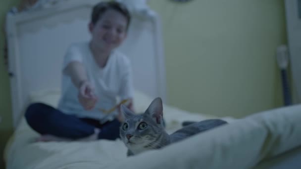 Gato Cariñoso Que Encanta Jugar Amor Animal Tener Mascotas Casa — Vídeos de Stock
