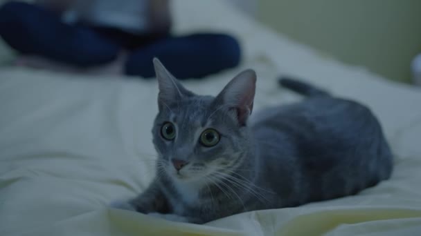Γάτα Του Στο Σπίτι Παίζει Παιχνίδια Τον Ιδιοκτήτη Της Κοντινά — Αρχείο Βίντεο