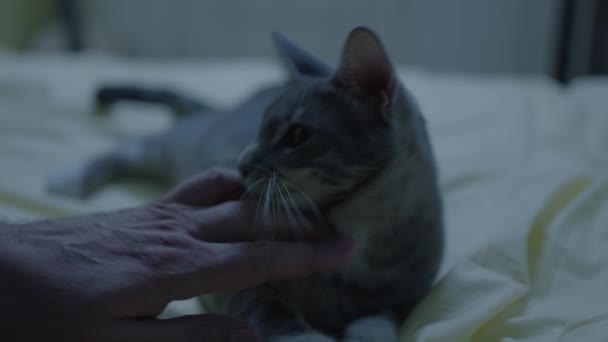 Його Домашня Кішка Грає Ігри Своїм Власником Крупним Планом Руки — стокове відео
