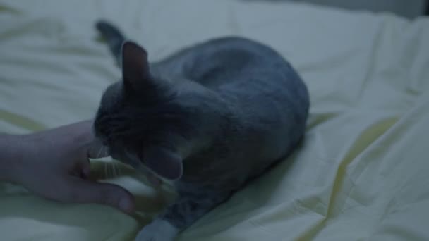 Macskája Otthon Játszik Tulajdonosával Közelkép Egy Emberről Aki Imádja Macskát — Stock videók