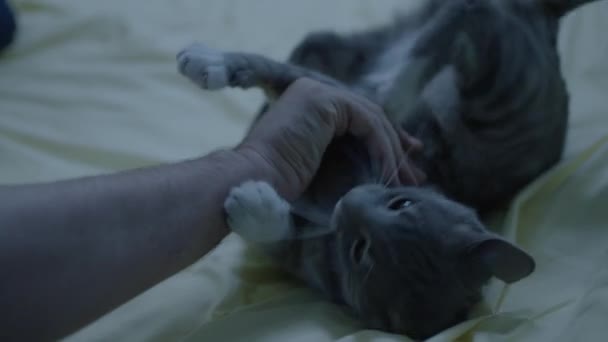 Jeho Kočka Doma Hraje Svým Majitelem Detailní Záběr Člověka Který — Stock video