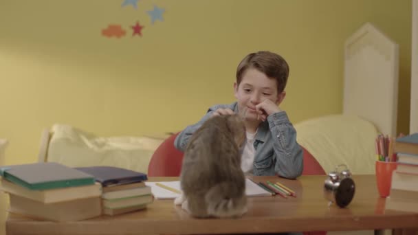 Fiú Szereti Játszik Házi Macskával Asztalon Gyerekszobában Szerető Szép Kis — Stock videók