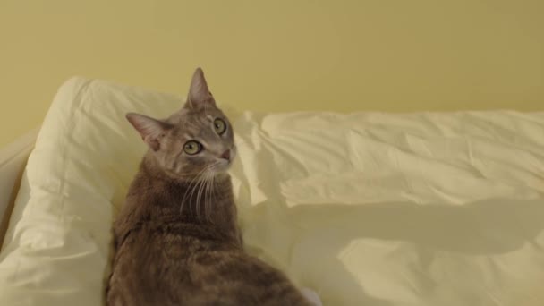 被剥皮的小猫醒来 躺在背上 这只猫正在看着摄像机 快乐可爱的猫宠物的概念 宠物在家里的床上休息 — 图库视频影像