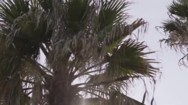 Coconut palm trees bottom view. Green palm tree on blue sky background. View of palm trees against the sky. Beach on tropical island. The gimbal was shot in high quality slow motion.