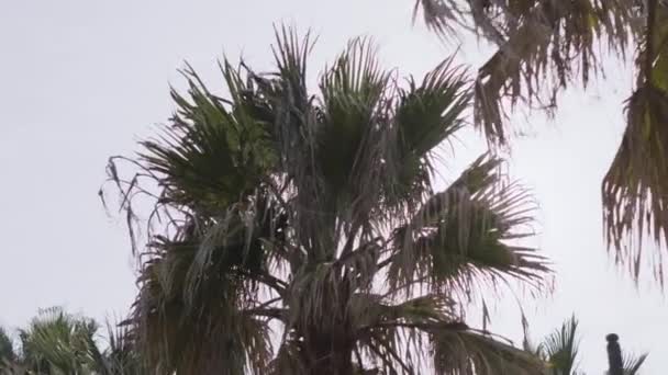 Coconut Palm Trees Bottom View Green Palm Tree Blue Sky — Vídeos de Stock