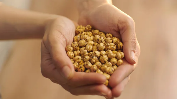 Turkish roasted chickpeas made from white chickpeas, close-up view of roasted chickpeas. Woman holding a pile of roasted chickpeas.