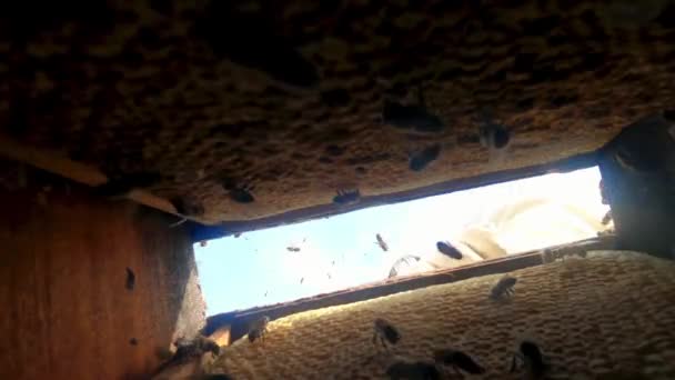Bees Beehive Bee Colony Hive Macro Honey Close Honeycombs Organic — Stok video