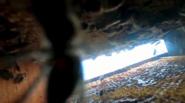 Bees inside the beehive. Bee colony in hive macro.Honey close-up in honeycombs. Organic beekeeping.