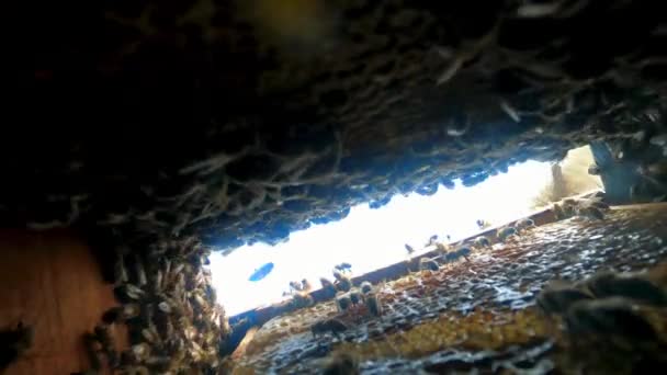 Bees Beehive Bee Colony Hive Macro Honey Close Honeycombs Organic — стоковое видео