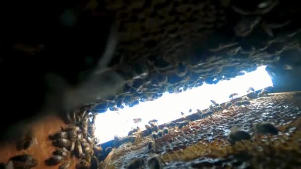 Bees Beehive Bee Colony Hive Macro Honey Close Honeycombs Organic — Vídeos de Stock