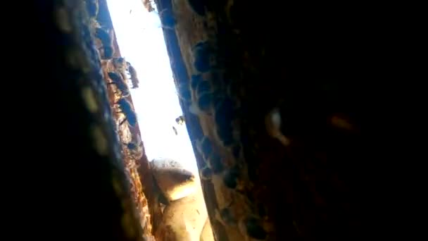 蜂の巣の中だ 蜂の巣のコロニーは巨大です 有機養蜂 垂直方向の話のためのビデオ — ストック動画