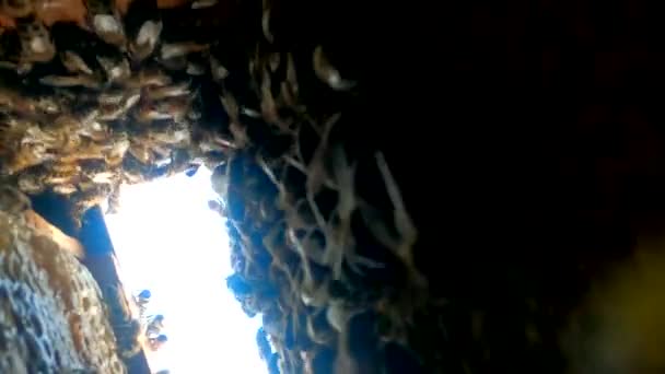 蜂の巣の中だ 蜂の巣のコロニーは巨大です 有機養蜂 垂直方向の話のためのビデオ — ストック動画