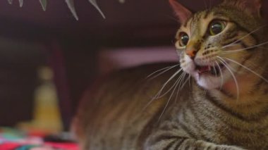 A playful tabby cat taunts its owner with a twig and a leaf.Cat playing with leaves.