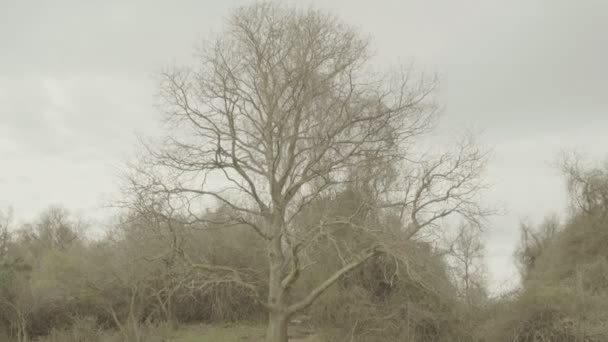 Tree Leaves Winter Day — Vídeos de Stock