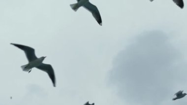 Seagulls flying behind Istanbul ferry between Asia and Europe.Seagulls flying behind the ferry crossing the Bosphorus Strait in Istanbul.