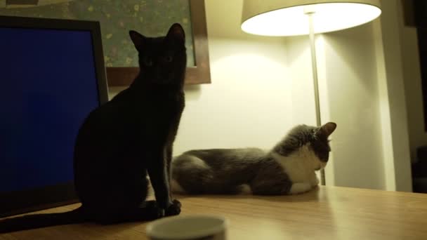 While Cat Sleeps Black Cat Cleans Itself Licking Cat Grooming — Stok video