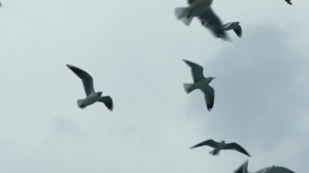 Seagulls Flying Istanbul Ferry Asia Europe Seagulls Flying Ferry Crossing — Vídeo de Stock