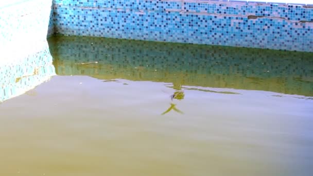 Little Bird Eats Insects Have Fallen Water Dirty Pool — Video