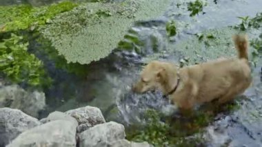 Dog playing with water in a slow flowing stream.