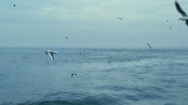 Seagulls flying behind Istanbul ferry between Asia and Europe.Seagulls flying behind the ferry crossing the Bosphorus Strait in Istanbul.