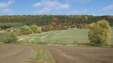 Çok renkli Ukrayna sonbaharı. Telefon ve tabletler için sonbahar arkaplanı. Mevsimler. Sonbahar manzaraları.