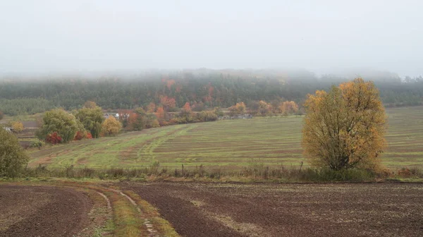 多色ウクライナの秋 電話やタブレットの秋の背景 秋の風景 — ストック写真