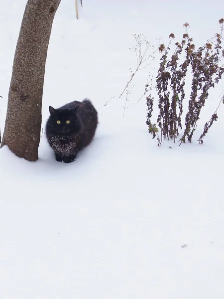 Чорний Кіт Білому Тлі Фон Кішками Телефонів Планшетів Співіснування Планеті — стокове фото