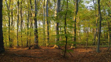 Sonbaharın parlak renkleri. Ukrayna sonbahar ormanı. Telefon ve tabletler için sonbahar arkaplanı. Sonbahar güneşli bir gün. 