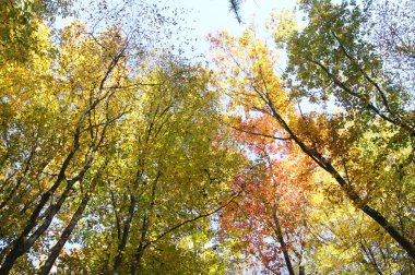 Sonbaharın parlak renkleri. Ukrayna sonbahar ormanı. Telefon ve tabletler için sonbahar arkaplanı. Sonbahar güneşli bir gün. 