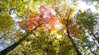 Sonbaharın parlak renkleri. Ukrayna sonbahar ormanı. Telefon ve tabletler için sonbahar arkaplanı. Sonbahar güneşli bir gün. 