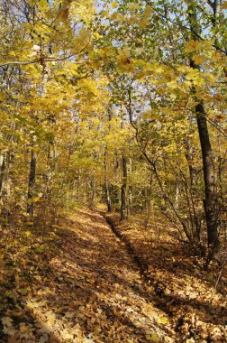 Sonbaharın parlak renkleri. Ukrayna sonbahar ormanı. Telefon ve tabletler için sonbahar arkaplanı. Sonbahar güneşli bir gün. 