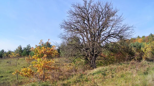 Λαμπερά Χρώματα Του Φθινοπώρου Ουκρανικό Φθινόπωρο Δάσος Φθινόπωρο Φόντο Για — Φωτογραφία Αρχείου