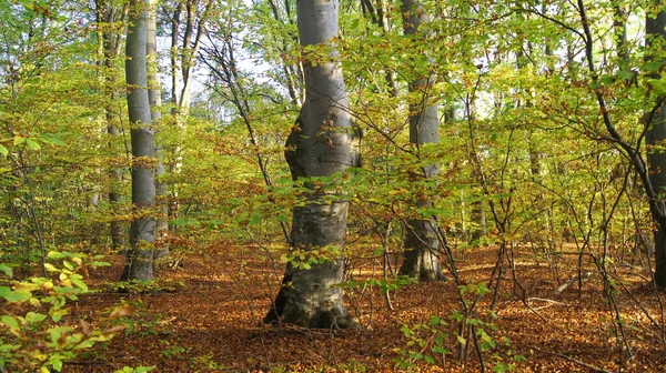 Cores Brilhantes Outono Floresta Outono Ucraniana Fundo Outono Para Telefones — Fotografia de Stock