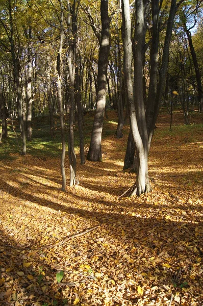 Sonbaharın Parlak Renkleri Ukrayna Sonbahar Ormanı Telefon Tabletler Için Sonbahar — Stok fotoğraf