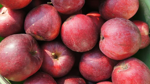 ウクライナのリンゴの果樹園 リンゴを収穫する ウクライナの庭 電話やタブレット用のリンゴの背景 りんご園で — ストック写真