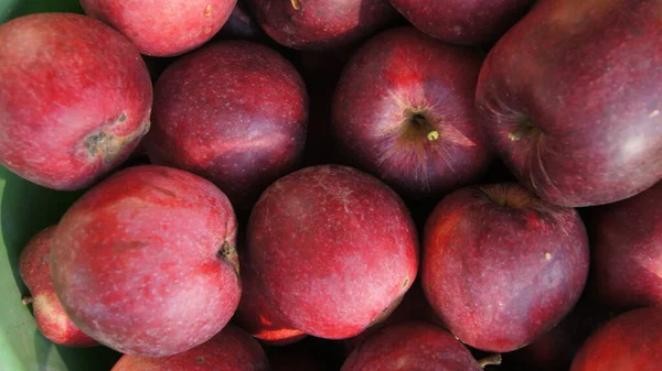 ウクライナのリンゴの果樹園 リンゴを収穫する ウクライナの庭 電話やタブレット用のリンゴの背景 りんご園で — ストック写真