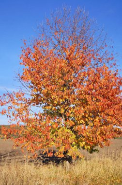 Sonbaharın parlak renkleri. Telefon ve tabletler için sonbahar arkaplanı. Ukrayna 'nın Doğası.