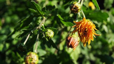 Bilgisayar ve tabletler için sonbahar çiçekleri monitörde. Ukrayna çiçek tarhı. Sarı renkli çiçekler..