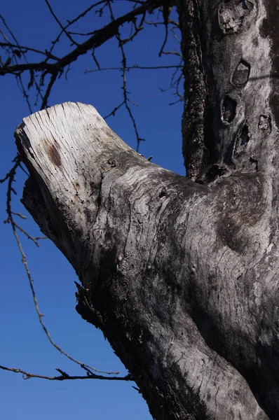 Dekoracyjne Zdjęcie Starymi Drzewami Gałęziami Tekstura Struktura Starego Drewna — Zdjęcie stockowe
