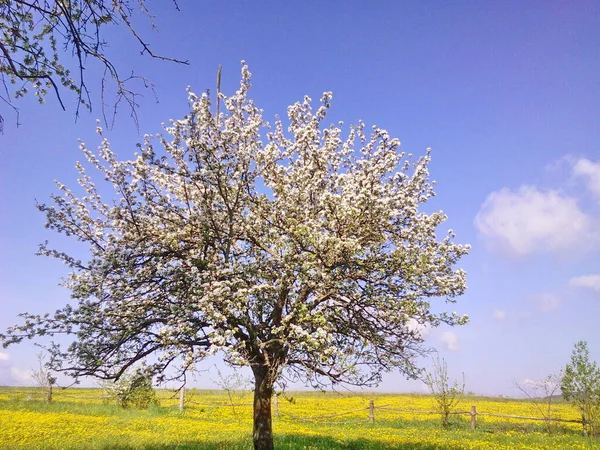 Oude Appelboom Heldere Appelboomgaard Voorjaarstijd — Stockfoto
