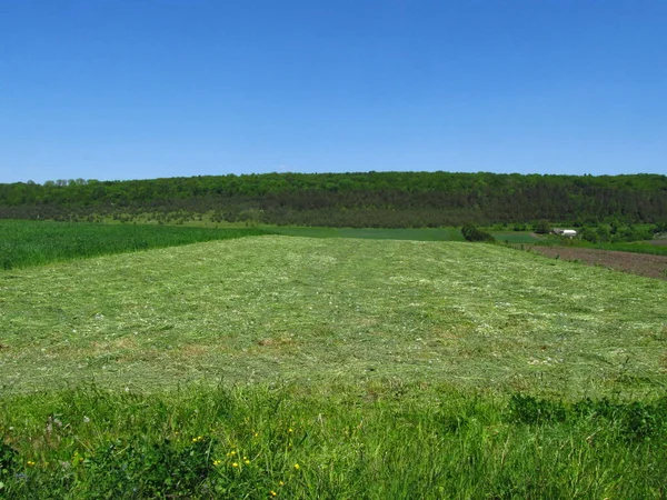 ウクライナの青い空 ウクライナ軍 刈りたての草の畑 — ストック写真