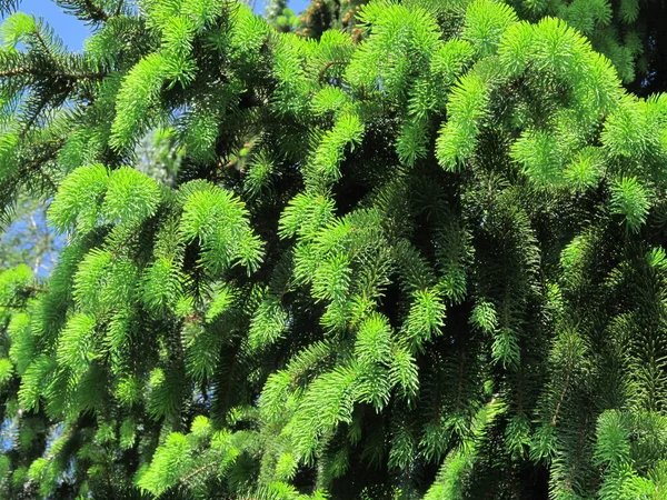 그리고 자연의 색입니다 전나무에서 자라고 있습니다 핸드폰 태블릿을 가문비나무 가지들이 — 스톡 사진