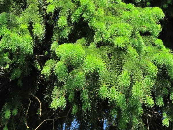 Vorm Textuur Kleur Natuur Jonge Groei Aan Dennenbomen Achtergrond Met — Stockfoto
