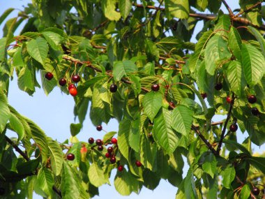 Ukrayna kiraz bahçesi. Kiraz çileği. Ukraynalı Flora.