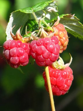 Ukrayna 'nın meyve bahçeleri. Ahududu topluyorum. Böğürtlen sezonu Berry Yazı.